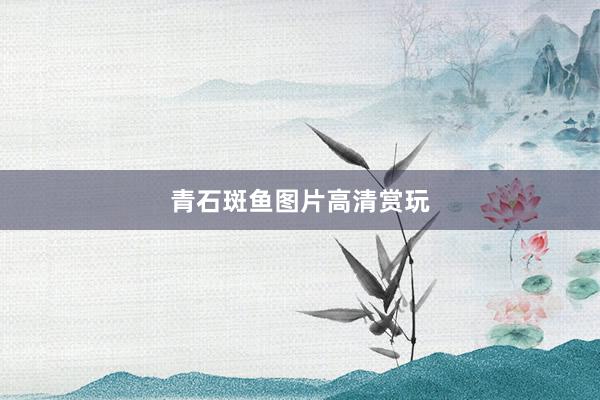 青石斑鱼图片高清赏玩